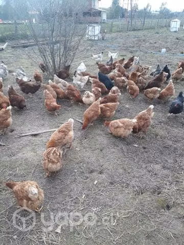 Mis gallinas y gallos