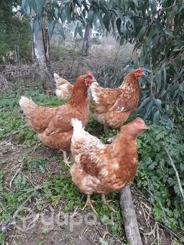 Mis gallinas y gallos