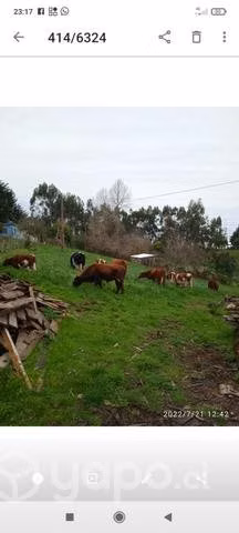Vaquillas y novillo - Imagen 2