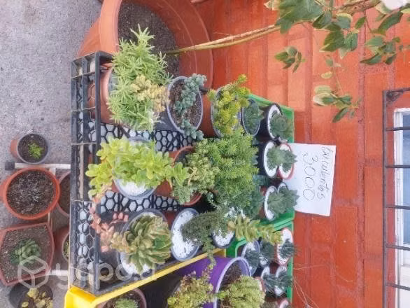 Plantas