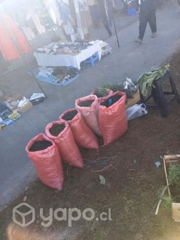 Tierra De Hojas