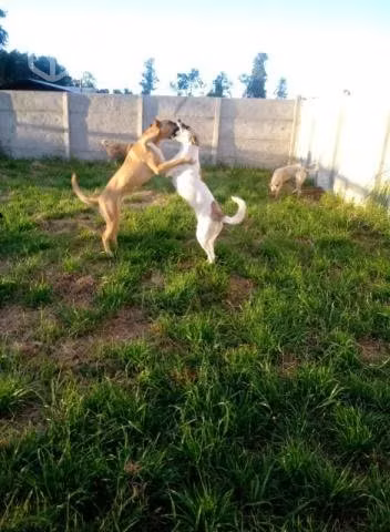 Dos perritas de un año raza grande en adopción