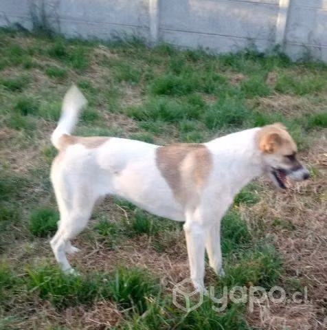 Dos perritas de un año raza grande en adopción