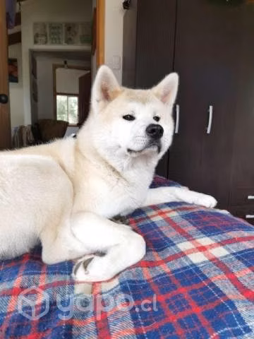 Macho AKITA INU para cruza