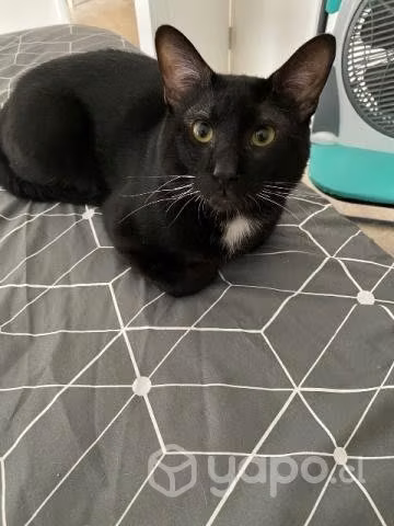 Se da en adopción gatito