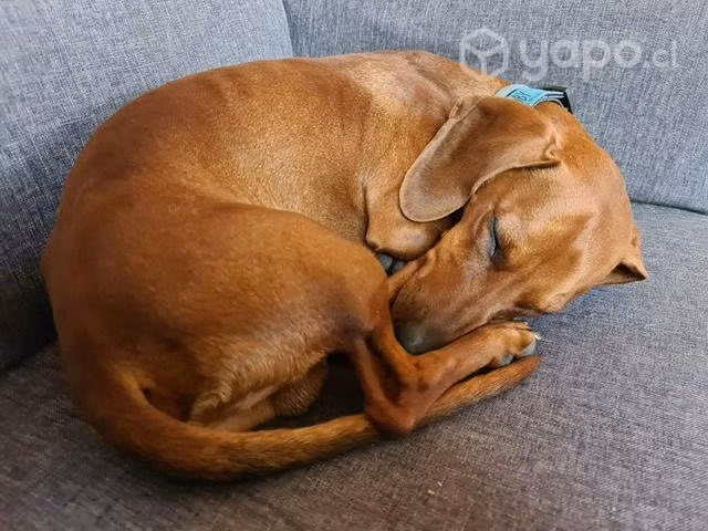 Dachshund o salchichita Busca novia - Imagen 2