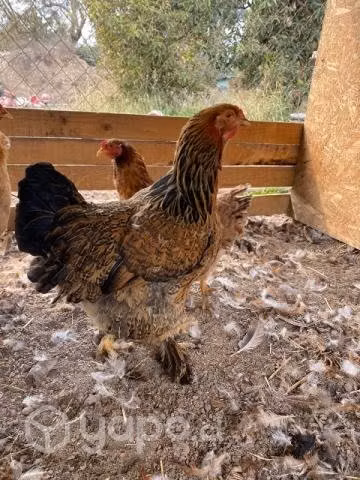 Gallinas de raza
