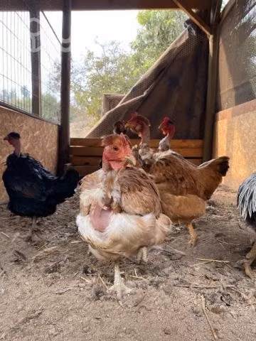 Gallinas de raza