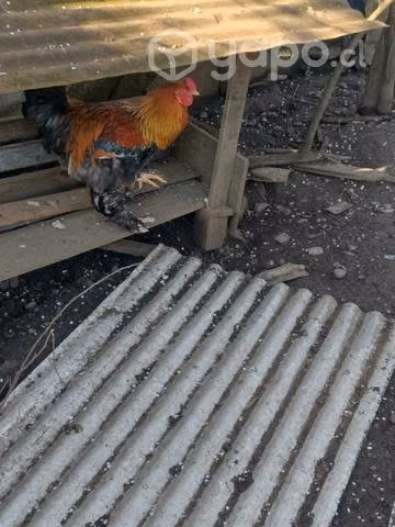 Gallo brama - Imagen 3