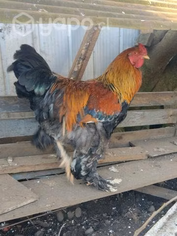 Gallo brama - Imagen 2