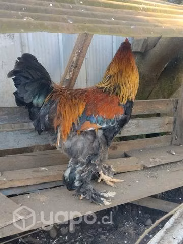 Gallo brama - Imagen 6