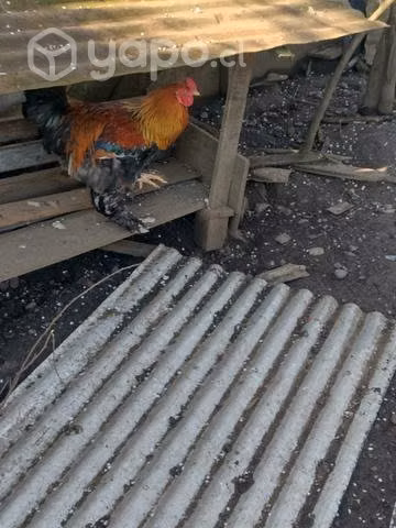 Gallo brama