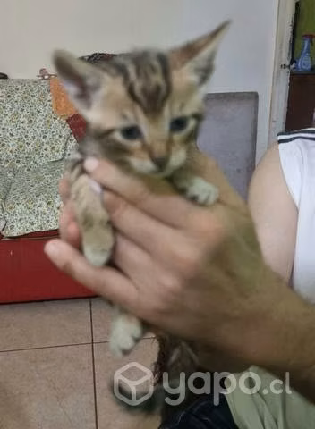 Se regalan gatitos