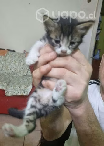 Se regalan gatitos