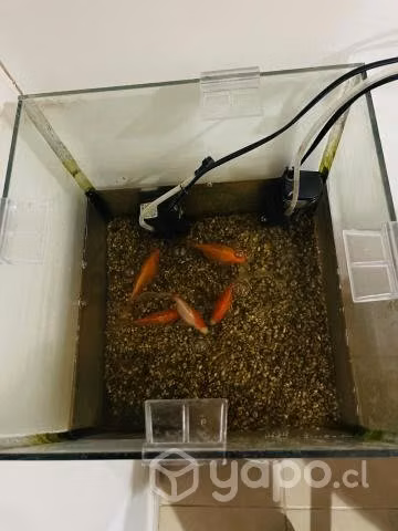 Acuario con 5 peces