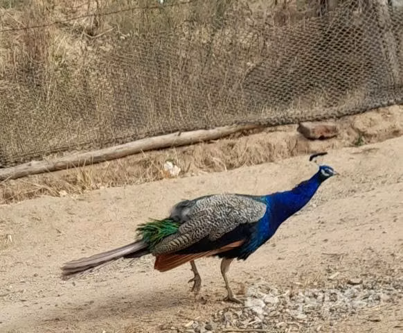 Pavo real macho muy hermoso reproductor