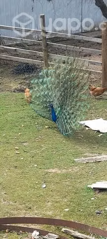 Pavo real macho muy hermoso reproductor