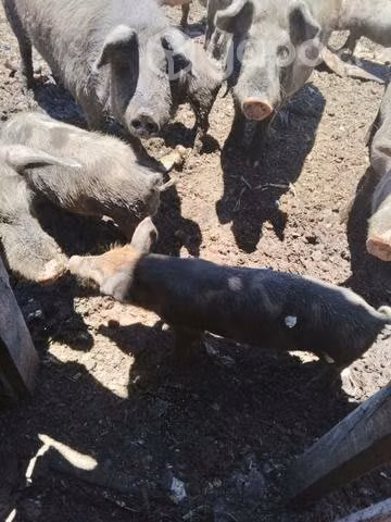 Chanchos de Diferente peso