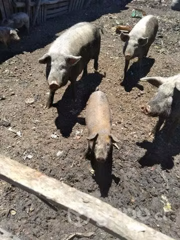 Chanchos de Diferente peso