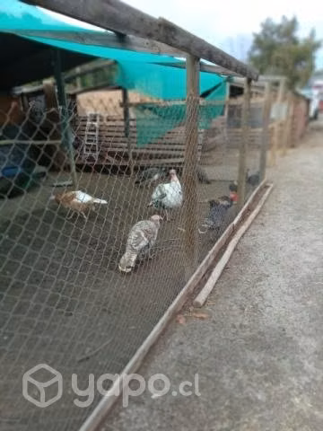 Pavos real y comun