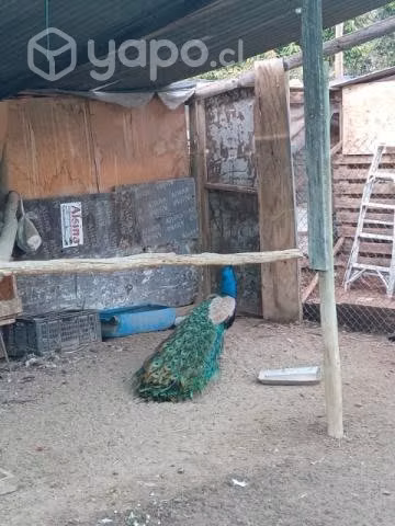 Pavos real y comun