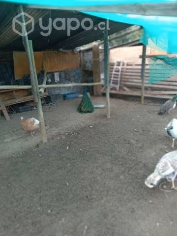 Pavos real y comun