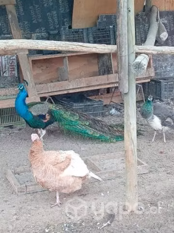 Pavos real y comun