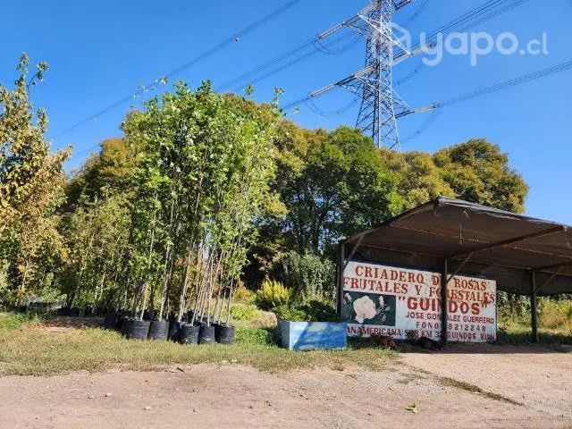 Tuliperos más de 6 metros árbol urbano