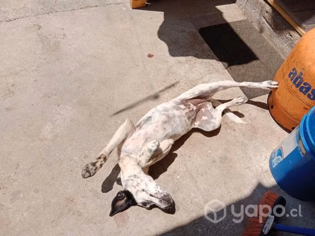 Se regala perrita pointer - Imagen 5