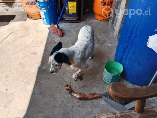 Se regala perrita pointer