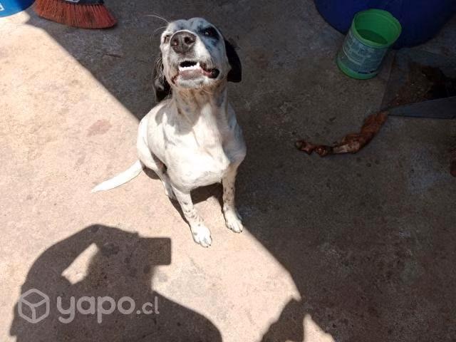 Se regala perrita pointer - Imagen 3