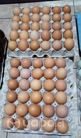 Huevos de gallinas ponedoras felices
