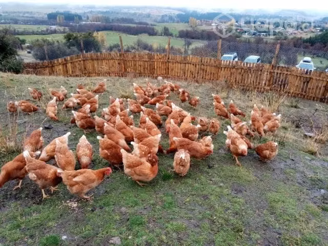 Huevos de gallinas ponedoras felices