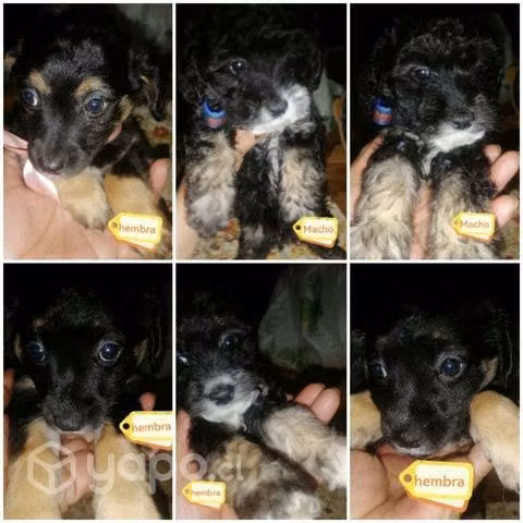 Se regalan cachorros/as de 2 meses y medio
