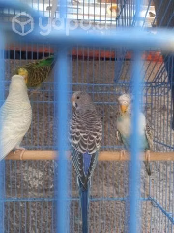 Venta de periquitos australianos