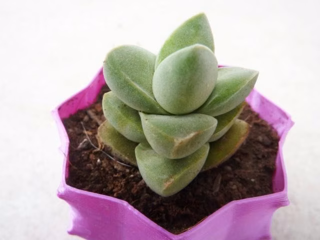 Suculenta Crasula Moonglow - Imagen 3