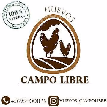 Huevos de gallina libre