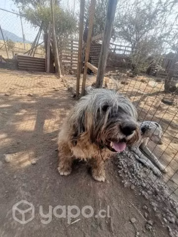 Perrito en adopción
