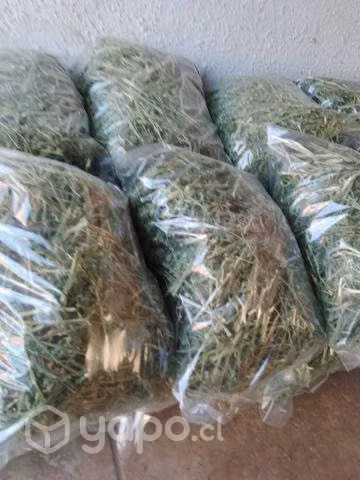 Bolsas de Alfalfa - Imagen 3