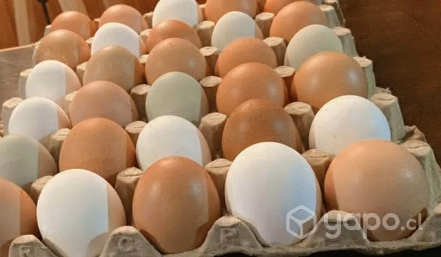 Huevos regionales (100% de campo ) - Imagen 2