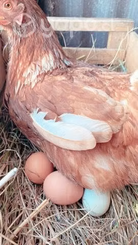 Huevos regionales (100% de campo )