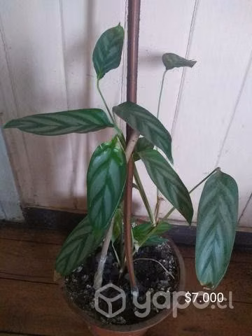 Hermosas amaratas