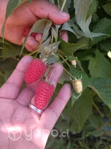 Frambuesas