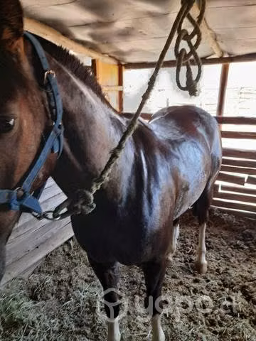 caballo corralero