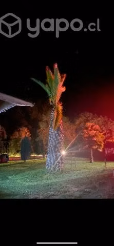 Palmera Fénix
