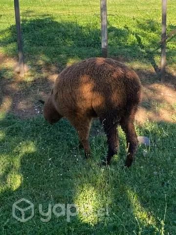 Alpaca macho