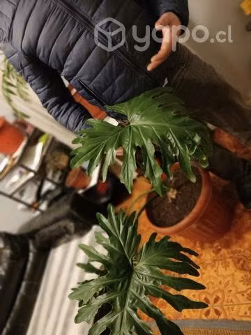 Deliciosas palmera chameadoras rudoden