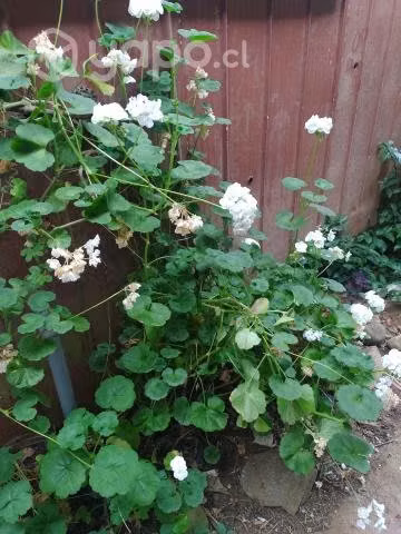 Plantas exterior e interior