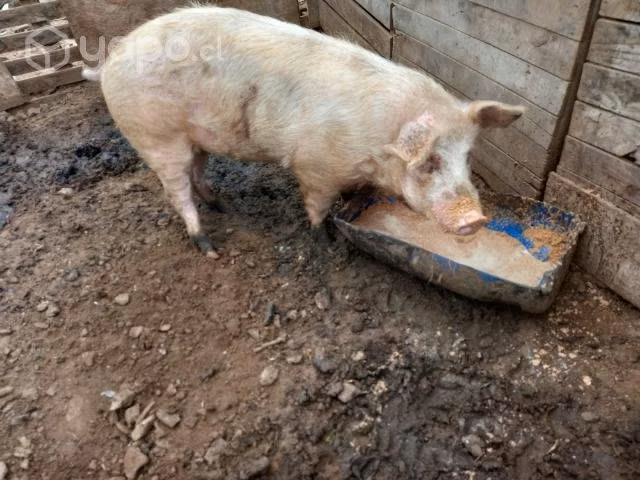 Chancho padron