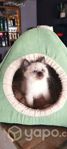 Camas para gatos